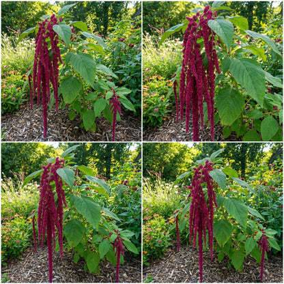 Caudatus Flower Seeds Collection for Planting