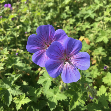Samen der tiefblauen Geranienblume, Pflanzanleitung und Tipps