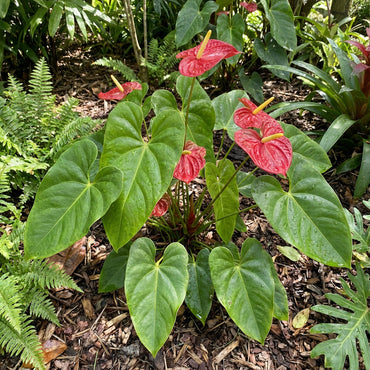 Anthurium Seeds for Planting - Exotic Flower Variety
