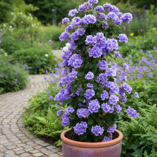 Samen der tiefblauen Geranienblume, Pflanzanleitung und Tipps