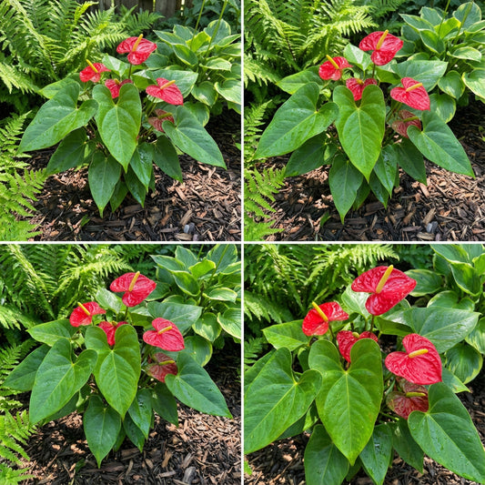 Anthurium Seeds for Planting - Exotic Flower Variety