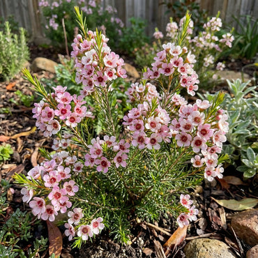 Wax Flower Seeds, Cultivating Vibrant Blooms and Fragrant Foliage