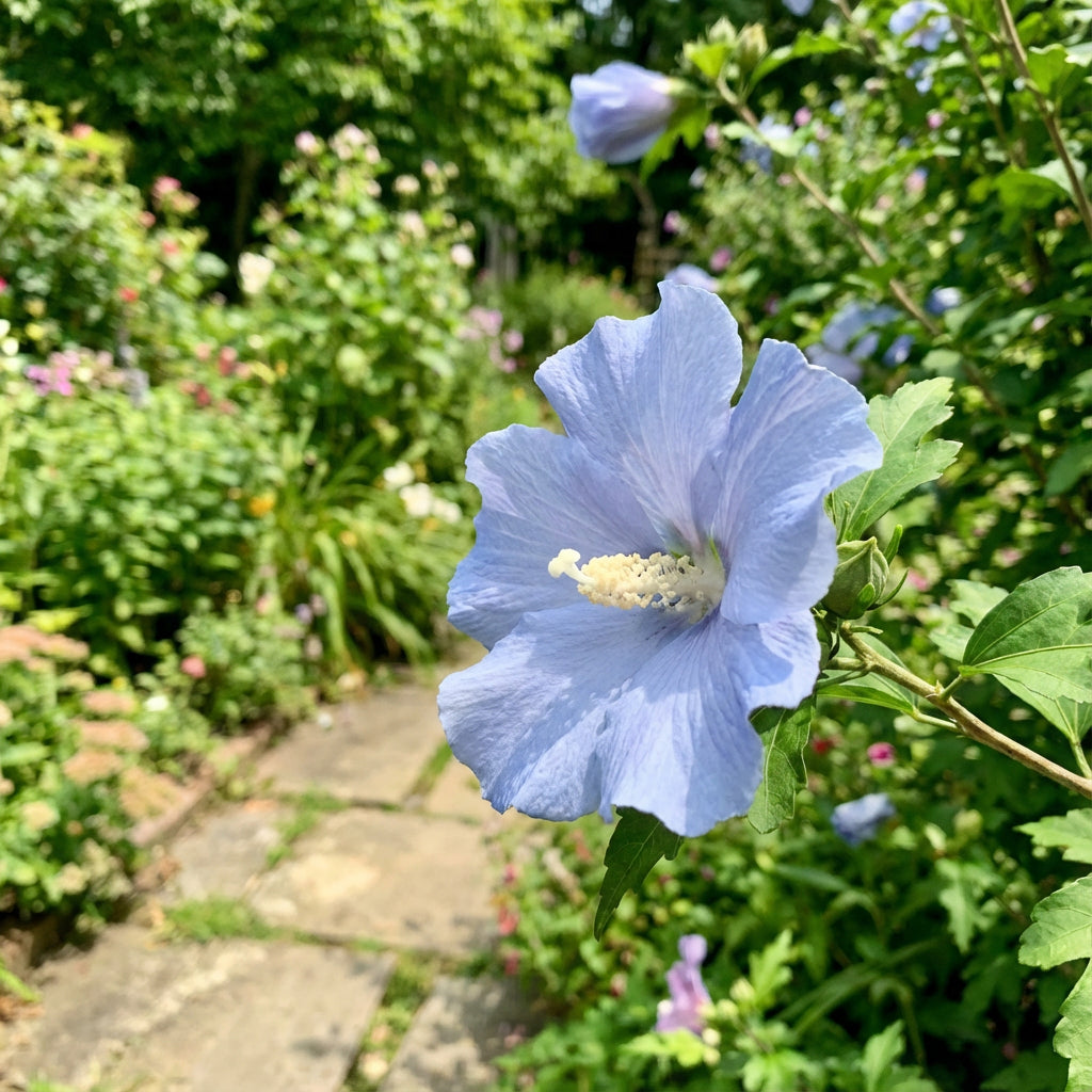 Light Blue Hibiscus Seeds for Planting