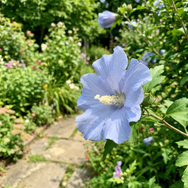 Light Blue Hibiscus Seeds for Planting