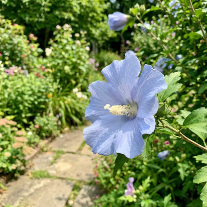 Light Blue Hibiscus Seeds for Planting