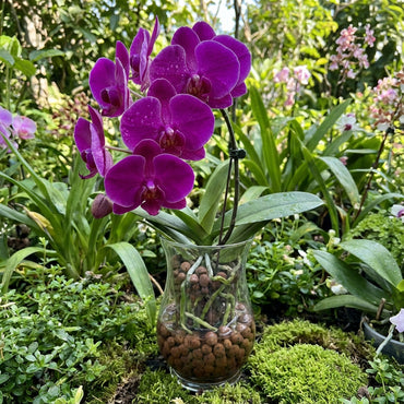 Violet Hydroponic Orchid Seeds for Easy Planting