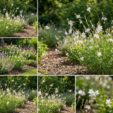 White Gaura Lindheimer Plant Seeds for Easy Planting