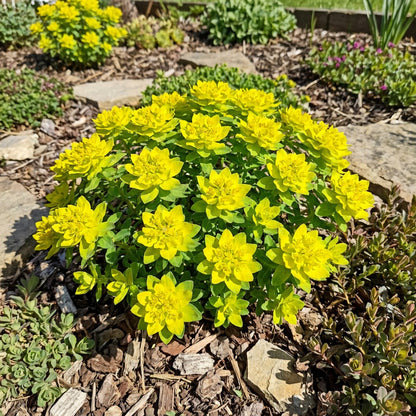 Yellow Euphorbia Polychroma Planting Seeds