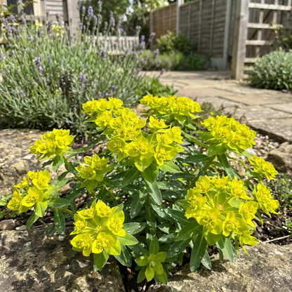 Yellow Euphorbia Polychroma Planting Seeds
