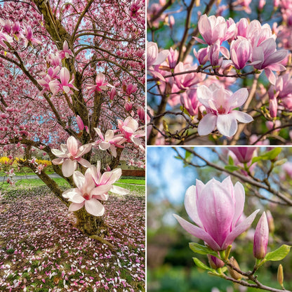 Soulangeana Magnolia Seeds for Planting