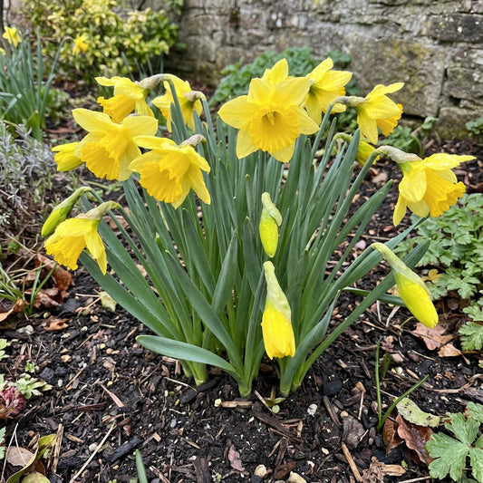 Daffodils Planting Seeds Collection  Brighten Your Garden with Vibrant Blooms