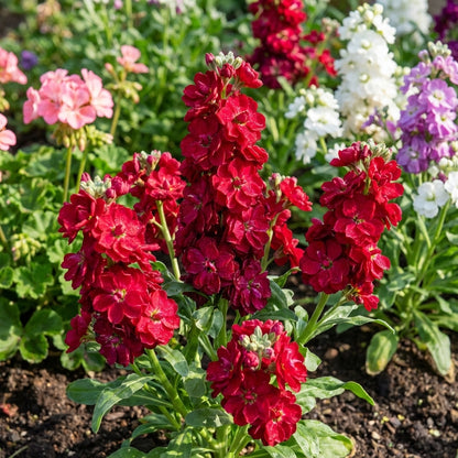Matthiola Incana Red Flower Seeds for Easy Planting - Perfect for Vibrant Gardens