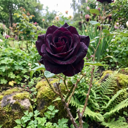 Rose Flower Black Seeds for Planting  Seed for Stunning Dark Blooms, Ideal for Unique Garden Displays and Elegant Landscaping