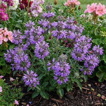 Violet Pennyroyal Flower Seeds for Planting: Aromatic Herb Seeds for Your Garden