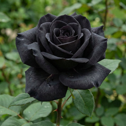 Rose Flower Black Seeds for Planting  Seed for Stunning Dark Blooms, Ideal for Unique Garden Displays and Elegant Landscaping