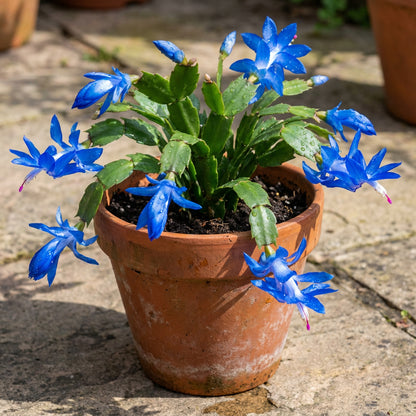 Zygocactus Truncatus Blue Flower Seeds for Vibrant Garden Planting