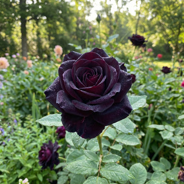 Rose Flower Black Seeds for Planting  Seed for Stunning Dark Blooms, Ideal for Unique Garden Displays and Elegant Landscaping