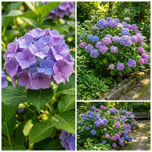 Lavender Hydrangea Flower Seeds for Planting - Perfect for Vibrant Gardens
