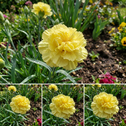 Yellow Caryophyllus Flower Planting Seeds