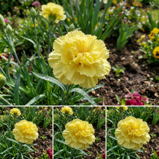 Yellow Caryophyllus Flower Planting Seeds