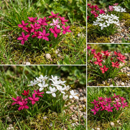 Rhodohypoxis Flower Planting Seeds