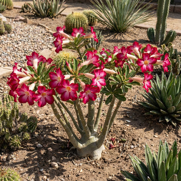 Adenium Desert Flower Seeds for Easy Planting
