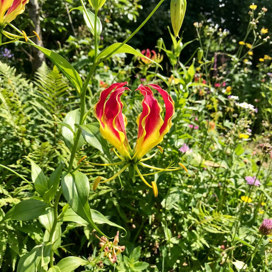 Yellow Red Gloriosa Superba Flower Planting Seeds