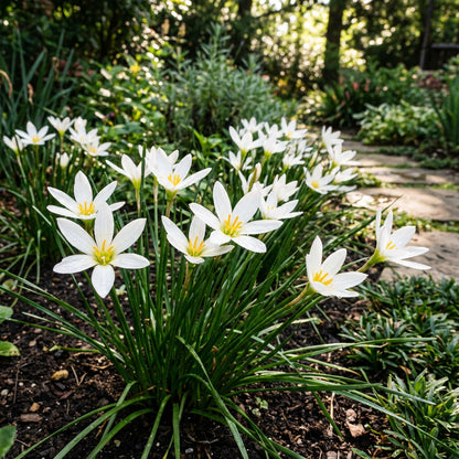 Zephyranthes Candida Flower Planting Seeds