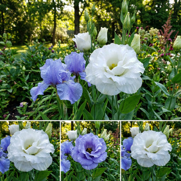 Eustoma Flower Seeds: Blue and White for Your Garden
