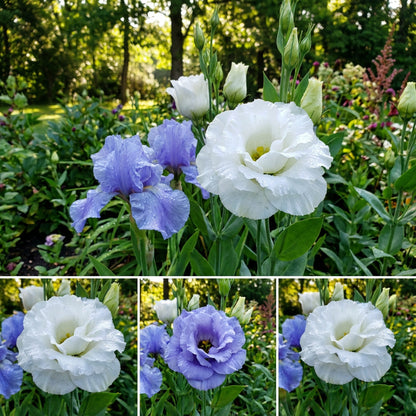 Eustoma Flower Seeds: Blue and White for Your Garden