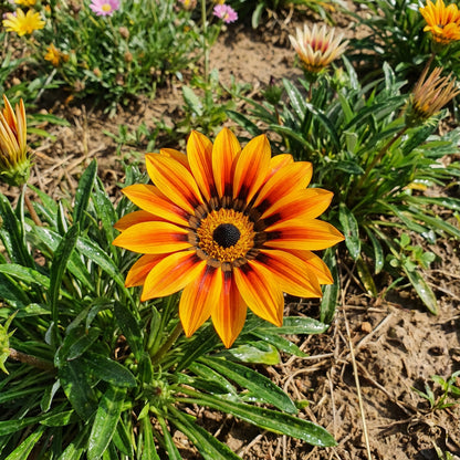 Gazania Giant Flower Seeds Kit - Perfect for Easy Planting