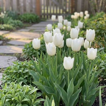 Tulip Flower White Collection Planting Seeds  Perfect for Elegant and Serene Garden Blooms