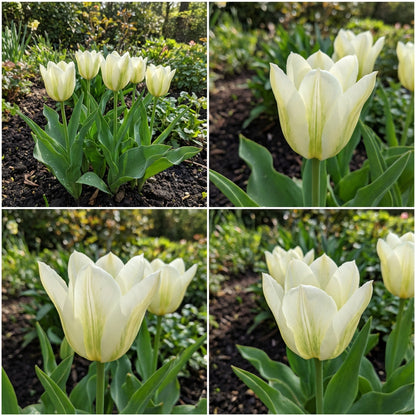 Tulip Flower White Collection Planting Seeds  Perfect for Elegant and Serene Garden Blooms