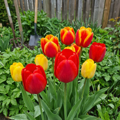 Tulip Flower Seeds Collection for Elegant Garden Planting