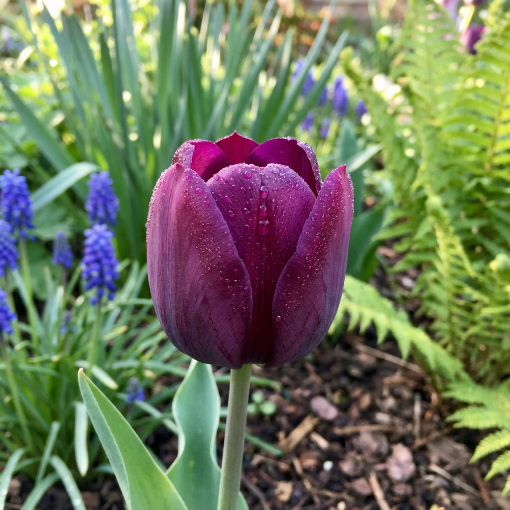 Tulip Flower Seeds Collection for Elegant Garden Planting