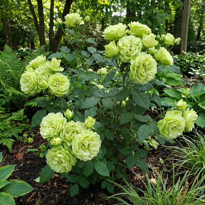 Rose Flower Green Planting Seeds - Seed for Elegant Blooms and Lush Garden Growth