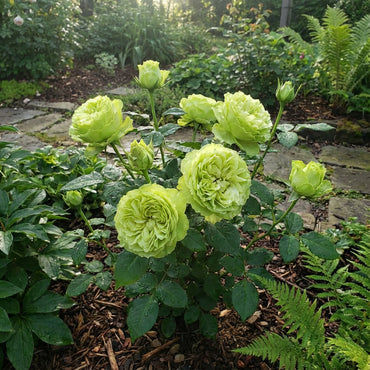 Rose Flower Green Planting Seeds - Seed for Elegant Blooms and Lush Garden Growth