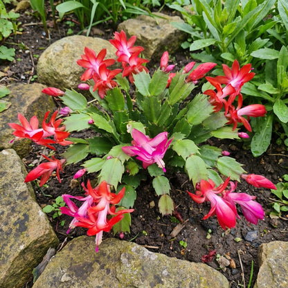 Schlumbergera Flower Planting Seeds Red  Seed for Vibrant Blooms, Perfect for Indoor or Outdoor Gardening Enthusiasts