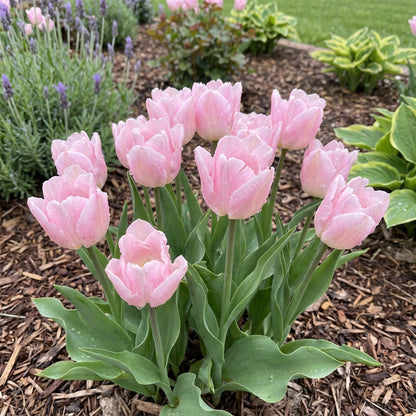 Baby Pink Tulip Flower Planting Seeds  Perfect for Spring Gardens