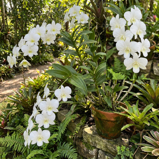 White Dendrobium Flower Seeds for Planting
