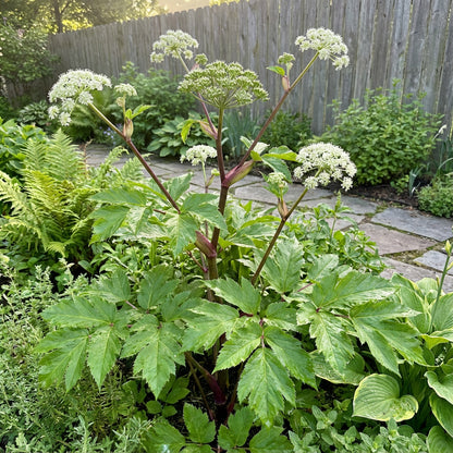 Ashitaba Seeds Planting Kit