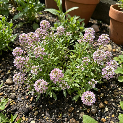 Pink Lobularia Flower Seeds for Easy Planting