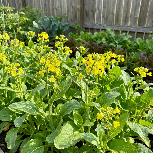 Yellow Edible Rape Flower Seeds for planting
