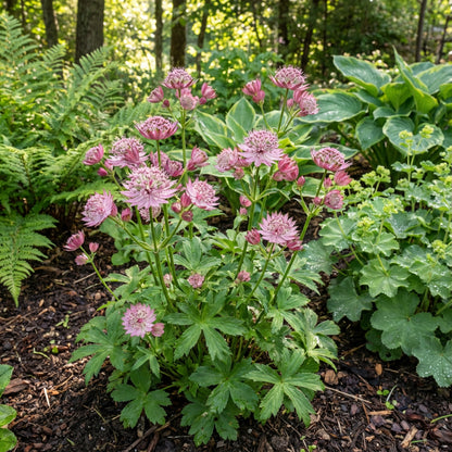 Astrantia Seeds Pink - Ideal for Planting