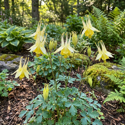 Akelei Yellow Flower Seeds for Planting | Premium Quality Seeds