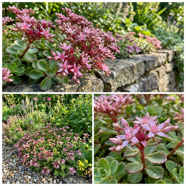 Sedum Spurium Flower Seeds for Planting  Seeds for Hardy, Low-Maintenance Ground Cover and Vibrant Garden Blooms