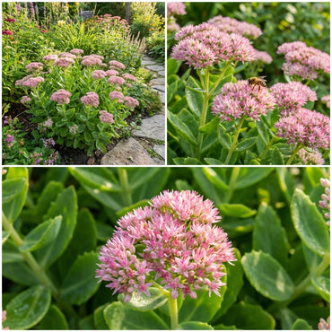 Sedum Flower Seeds for Planting  Seeds for Hardy and Low-Maintenance Growth, Perfect for Garden and Landscape Beautification