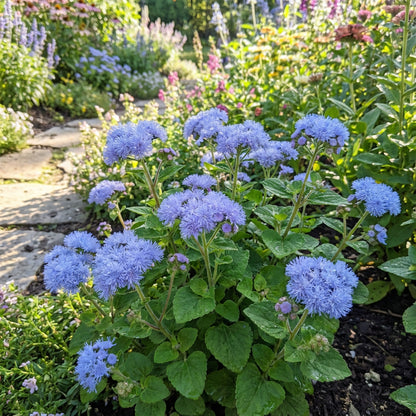 Floss Flower Seeds for Easy Planting