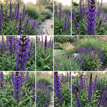 Violet Sage Flower Seeds for Gardening: Grow Stunning Blooms and Aromatic Foliage