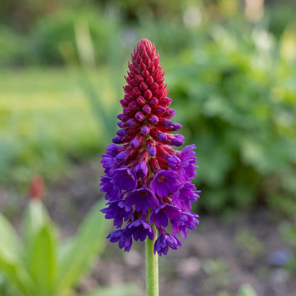 Primula Vialii Flower Seeds Red Purple for Planting  Seeds for Eye-Catching Blooms